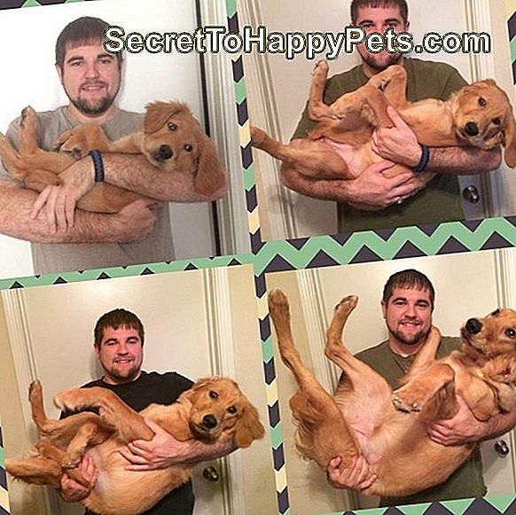Set Fotos des Mannes Hund als Welpen und als Erwachsener halten