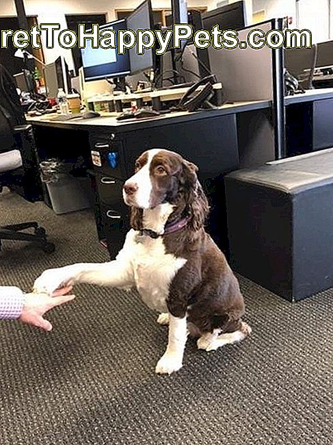 Suns birojā kratot rokas