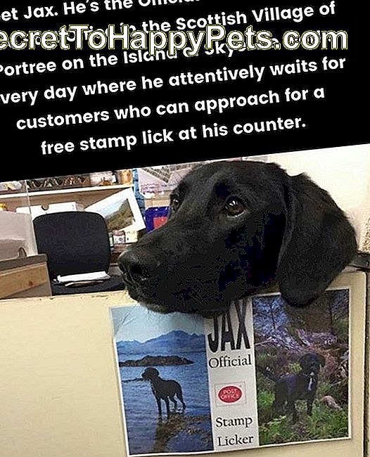 Suns pasta nodaļā ar zīmi, kas pasludina viņu par oficiālu zīmogu laizītāju.