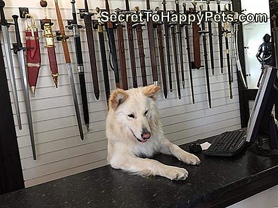Suns aiz veikala, kas pārdod zobenus.