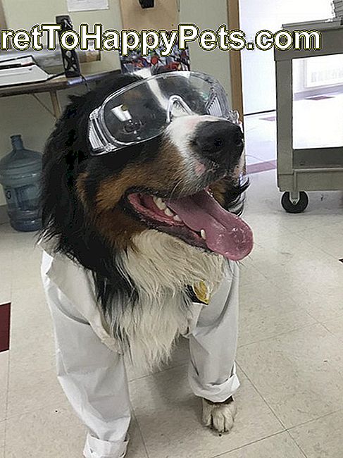 Suns laboratorijas mētelī un aizsargbrilles.