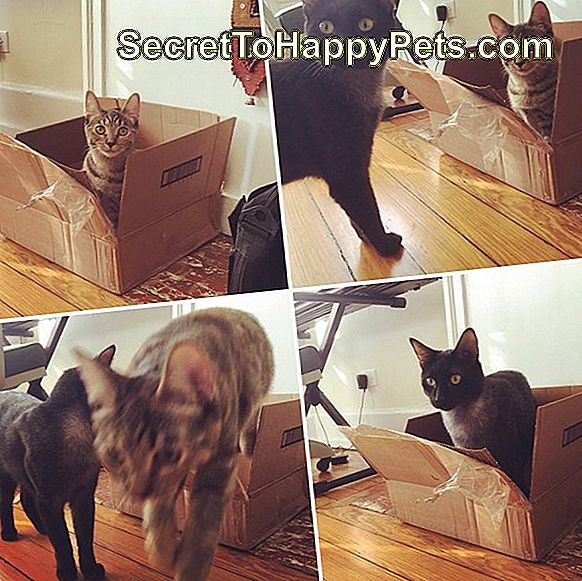 Les chatons sont assis à tour de rôle dans une boîte en carton.