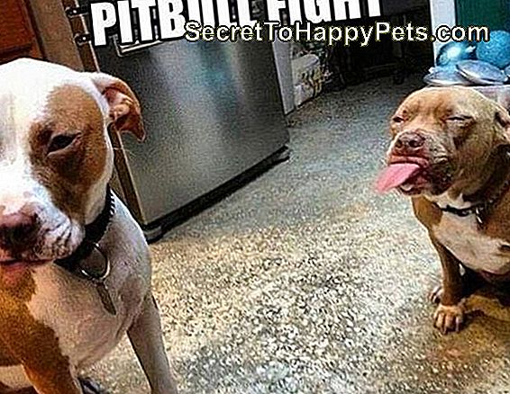 Pitbull tire la langue à un autre pitbull.