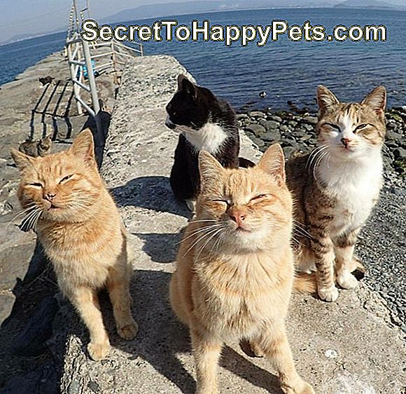 Quatre chats sur une jetée.