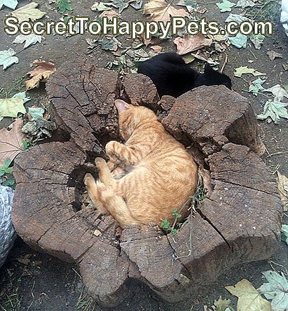 Chat recroquevillé dans un trou de souche d'arbre.