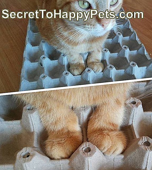 Chat avec des pattes dans une boîte à œufs.