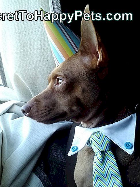Пас носи лепу кравату