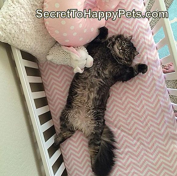 Vesela, udobna mačka v otroški posteljici