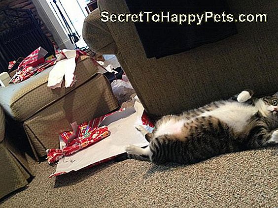 Mačka je odprla vsa božična darila!