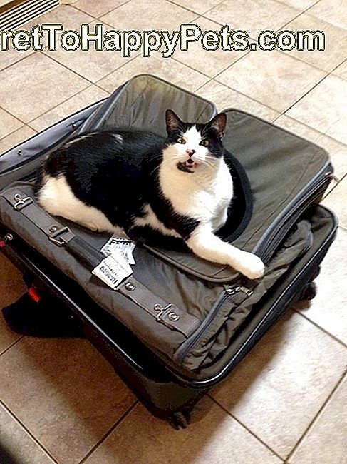 Katze, die auf Koffer legt