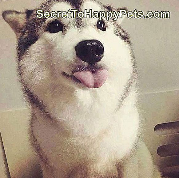 Husky streckt die Zunge heraus