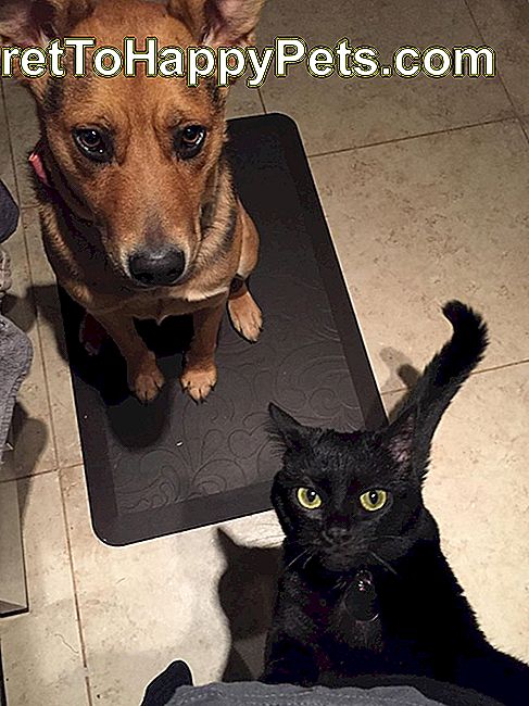Hund und Katze betteln um Nahrung