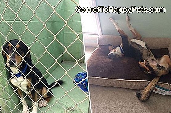 Hund vor und nach der Adoption
