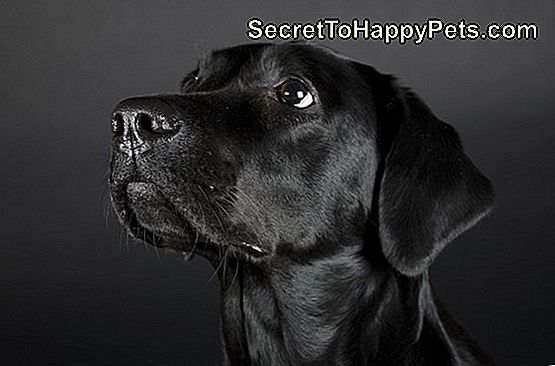 黒い犬のための0の名前 Ja Secrettohappypets Com