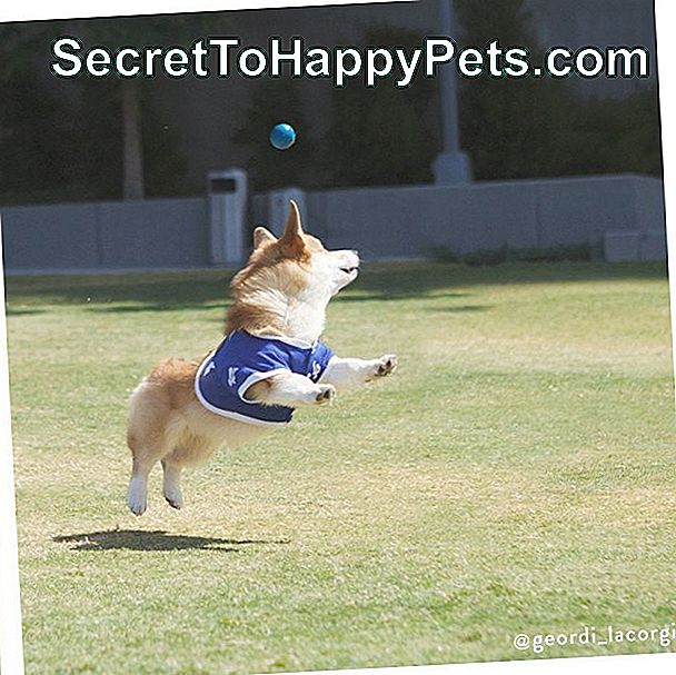 Šuo žiūri į kamuolį už jo