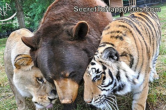 Tygrys, niedźwiedź i lew