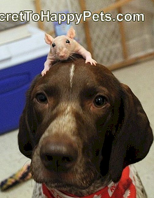 Pies z szczurem na głowie