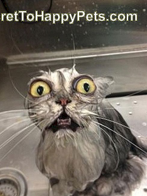 Мачка у кади изгледа ужаснуто