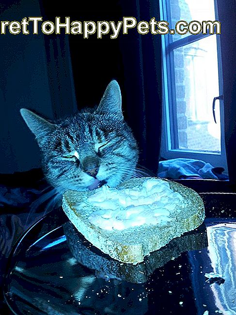 Мачка једе тост