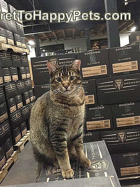 Kat die zich op een doos in een brouwerijpakhuis bevindt.