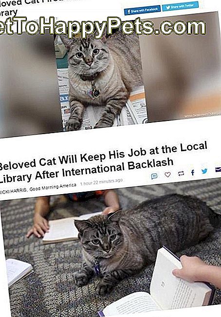 Koppen over het afschieten van katten en vervolgens opnieuw bij de bibliotheek.
