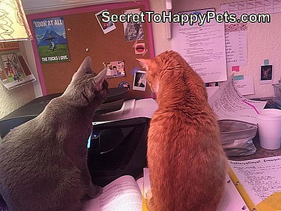 Twee katten die printer bekijken.