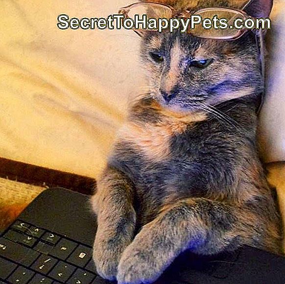 De kat die glazen draagt ​​bekijkt laptop het scherm.