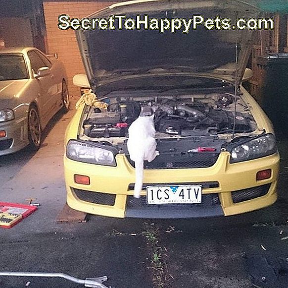 Kat die motor van een auto onderzoekt.