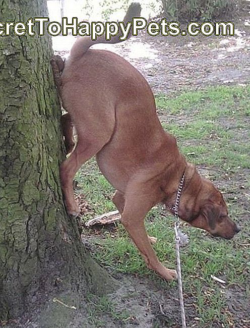 Hunden drar upp träd