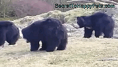 23 Рази, коли ми бажали ведмедям робити хороших домашніх тварин: цьому