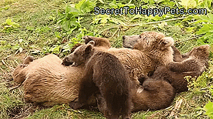 23 Рази, коли ми бажали ведмедям робити хороших домашніх тварин: un_bear_ably