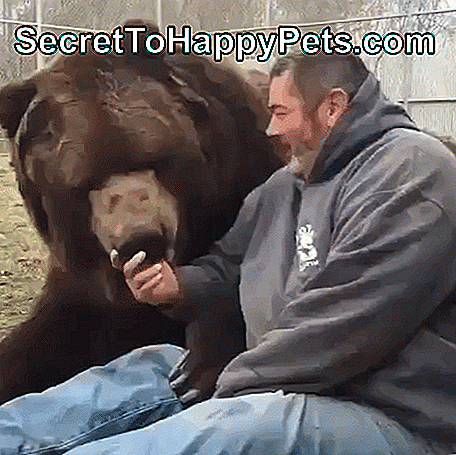 23 Рази, коли ми бажали ведмедям робити хороших домашніх тварин: робити