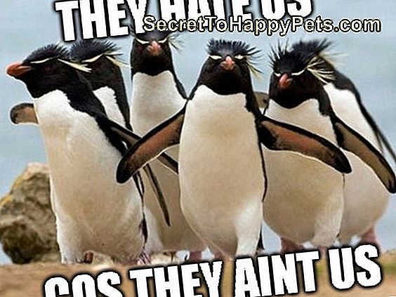 24 Memes Que Provam Que Os Pinguins São Os Animais Mais Engraçados Da