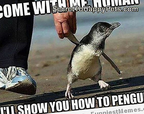 24 Memes Que Provam Que Os Pinguins São Os Animais Mais Engraçados Da