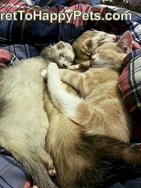 Двоје дивља и мачка које спавају у хрпи.