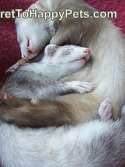 Двоје магараца за спавање се стиснули заједно.