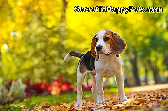 Beagle im Park