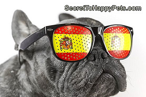 300-unikke-spanske-navne-til-hunde-da-secrettohappypets