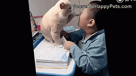 Pisica afectuoasă oferă băiatului o scuză convenabilă pentru a nu face temele