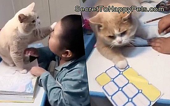 Pisica afectuoasă oferă băiatului o scuză convenabilă pentru a nu face temele