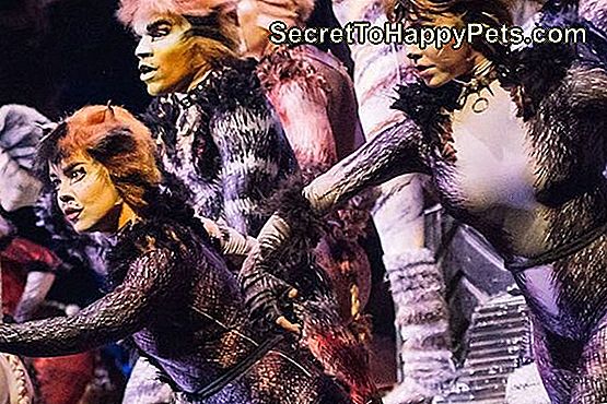 สุนัขบริการที่น่าตื่นเต้นไล่นักแสดงระหว่างการแสดงบรอดเวย์ของ 'Cats'