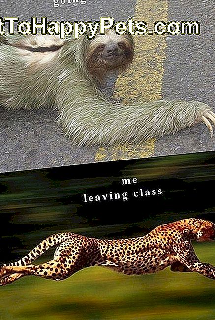 Animal Memes werden nur College-Studenten erhalten: memes