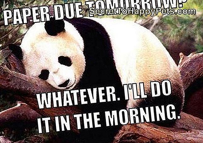 Animal Memes werden nur College-Studenten erhalten: Bild Pinterest
