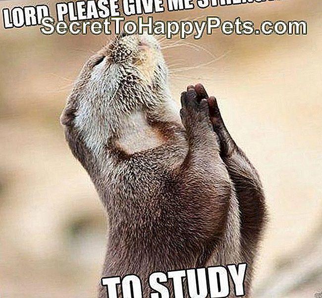 Animal Memes werden nur College-Studenten erhalten: animal