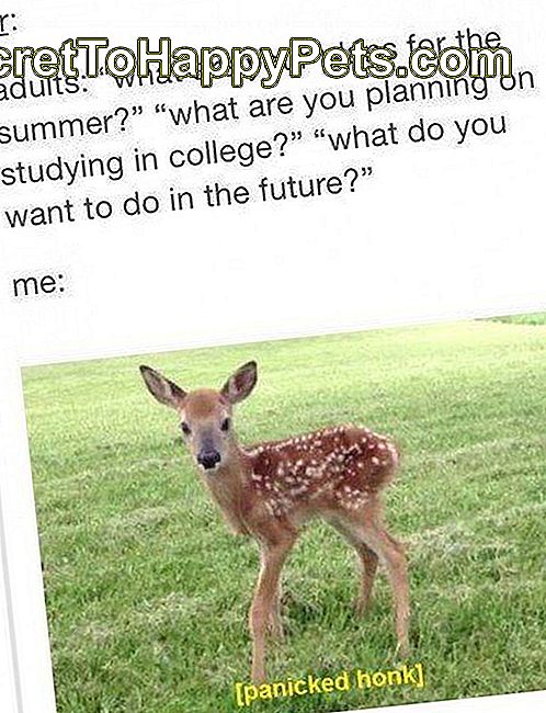 Animal Memes werden nur College-Studenten erhalten: bild