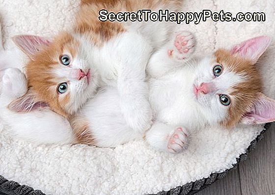 Δύο χαριτωμένα γατάκια σε ένα αφράτο λευκό κρεβάτι
