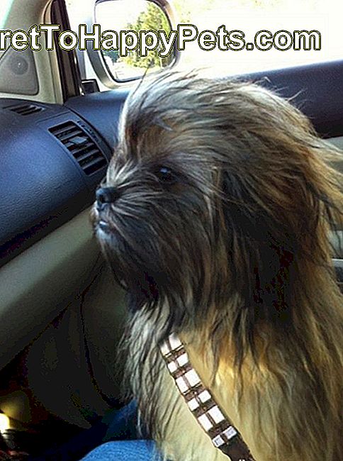 สุนัข Star Wars ชิวบาร์กา