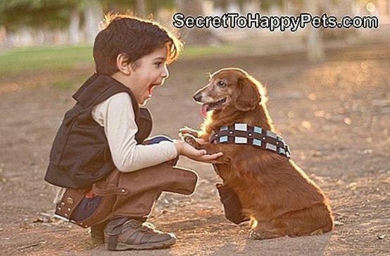 Star Wars Han Solo สุนัข