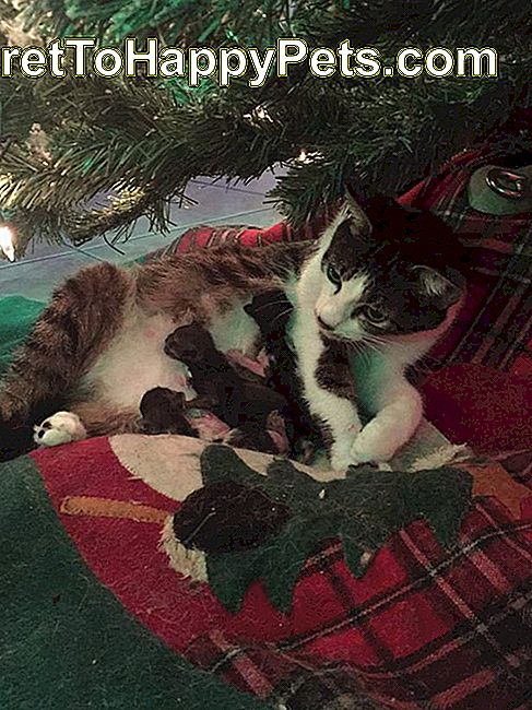 Felino Festivo Dá Nascimento Abaixo Da Árvore De Natal A Tempo Para As Férias