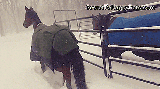 Kone umiestnili snehovú búrku do priateľského pásma so synchronizovanými 180° s